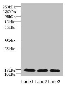 Western blot | All lanes: C3orf18 antibody at 1.7μg/ml | Lane 1: Mouse kidney tissue | Lane 2: Mouse spleen tissue | Lane 3: Mouse lung tissue | Secondary | Goat polyclonal to rabbit IgG at 1/10000 dilution | Predicted band size: 18, 16 kDa | Observed band size: 18 kDa