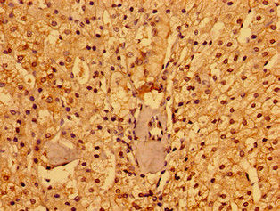 Immunohistochemistry of paraffin-embedded human adrenal gland tissue using PACSIN3 Antibody at dilution of 1:100Rabbit anti-Human PACSIN3 Polyclonal Antibody