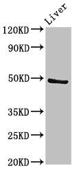 Western Blot | Positive WB detected in: Rat liver tissue | All lanes: PACSIN3 antibody at 2.7μg/ml | Secondary | Goat polyclonal to rabbit IgG at 1/50000 dilution | Predicted band size: 49 kDa | Observed band size: 49 kDaRabbit anti-Human PACSIN3 Polyclonal Antibody