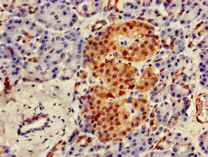 Immunohistochemistry of paraffin-embedded human pancreatic tissue using the antibody at dilution of 1:100Rabbit anti-Human UBQLN1 Polyclonal Antibody