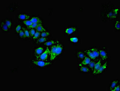 Immunofluorescent analysis of HepG2 cells using CLEC11A Antibody at dilution of 1:100 and Alexa Fluor 488-congugated AffiniPure Goat Anti-Rabbit IgG(H+L)Rabbit anti-Human CLEC11A Polyclonal Antibody