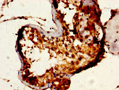 IHC image of RUVBL1 Antibody diluted at 1:600 and staining in paraffin-embedded human testis tissue performed on a Leica BondTM system. After dewaxing and hydration, antigen retrieval was mediated by high pressure in a citrate buffer (pH 6.0). Section was blocked with 10% normal goat serum 30min at RT. Then primary antibody (1% BSA) was incubated at 4°C overnight. The primary is detected by a biotinylated secondary antibody and visualized using an HRP conjugated SP system.Rabbit anti-Human RUVBL1 Polyclonal Antibody