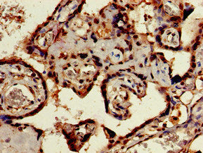 Immunohistochemistry of paraffin-embedded human placenta tissue using SIGLEC7 Antibody at dilution of 1:100Rabbit anti-Human SIGLEC7 Polyclonal Antibody