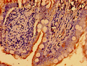 Immunohistochemistry of paraffin-embedded human small intestine tissue using the antibody at dilution of 1:100