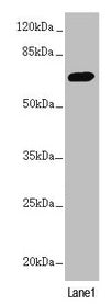 Western blot  | All lanes: PPP2R3B antibody at 2.1µg/ml + HL60 whole cell lysate  | Secondary  | Goat polyclonal to rabbit IgG at 1/10000 dilution  | Predicted band size: 66, 21 kDa  | Observed band size: 66 kDaRabbit anti-Human PPP2R3B Polyclonal Antibody