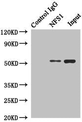 Immunoprecipitating NFS1 in Hela whole cell lysate  | Lane 1: Rabbit control IgG instead of (1µg) instead of NFS1 Antibody in Hela whole cell lysate. For western blotting, a HRP-conjugated anti-rabbit IgG, specific to the non-reduced form of IgG was used as the Secondary antibody (1/50000)  | Lane 2: NFS1 Antibody (4µg) + Hela whole cell lysate (500µg)  | Lane 3: Hela whole cell lysate (20µg)Rabbit anti-Human NFS1 Polyclonal Antibody