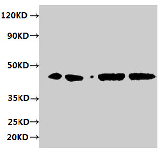 Western blot  | All lanes: ERGIC3 antibody at 2μg/ml  | Lane 1: HepG2 whole cell lysate  | Lane 2: 293T whole cell lysate  | Lane 3: Hela whole cell lysate  | Lane 4: MCF-7 whole cell lysate  | Secondary  | Goat polyclonal to rabbit IgG at 1/10000 dilution  | Predicted band size: 44, 27 kDa  | Observed band size: 44 kDaRabbit anti-Human ERGIC3 Polyclonal Antibody