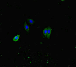 Immunofluorescent analysis of HepG2 cells using ATP8A1 Antibody at dilution of 1:100 and Alexa Fluor 488-congugated AffiniPure Goat Anti-Rabbit IgG(H+L)