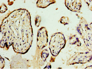 Immunohistochemistry of paraffin-embedded human placenta tissue using STRAP Antibody at dilution of 1:100Rabbit anti-Human STRAP Polyclonal Antibody