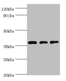 Western blot | All lanes: STRAP antibody at 8μg/ml | Lane 1: HepG2 whole cell lysate | Lane 2: Hela whole cell lysate | Lane 3: Mouse brain tissue | Secondary | Goat polyclonal to rabbit IgG at 1/10000 dilution | Predicted band size: 39, 40 kDa | Observed band size: 39 kDaRabbit anti-Human STRAP Polyclonal Antibody