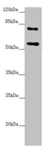 Western blot | All lanes: CEP83 antibody at 2.41 μg/ml + Raji whole cell lysate | Secondary | Goat polyclonal to rabbit IgG at 1/10000 dilution | Predicted band size: 83, 68 kDa | Observed band size: 83, 55 kDaRabbit anti-Human CEP83 Polyclonal Antibody