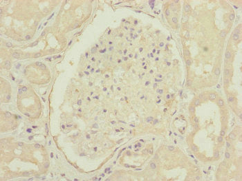 Immunohistochemistry of paraffin-embedded human kidney tissue using CEP83 Antibody at dilution of 1:100Rabbit anti-Human CEP83 Polyclonal Antibody