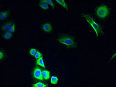 Immunofluorescent analysis of MCF-7 cells using COX11 Antibody at dilution of 1:100 and Alexa Fluor 488-congugated AffiniPure Goat Anti-Rabbit IgG(H+L)Rabbit anti-Human COX11 Polyclonal Antibody