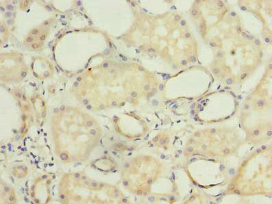 Immunohistochemistry of paraffin-embedded human kidney tissue using COX11 Antibody at dilution of 1:100Rabbit anti-Human COX11 Polyclonal Antibody
