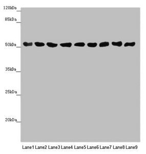 Western blot  | All lanes: SAMM50 antibody at 0.98µg/ml  | Lane 1: Mouse gonadal tissue  | Lane 2: A375 whole cell lysate  | Lane 3: A431 whole cell lysate  | Lane 4: 293T whole cell lysate  | Lane 5: Hela whole cell lysate  | Lane 6: A549 whole cell lysate  | Lane 7: HepG2 whole cell lysate  | Lane 8: U251 whole cell lysate  | Lane 9: LO2 whole cell lysate  | Secondary  | Goat polyclonal to rabbit IgG at 1/10000 dilution  | Predicted band size: 52 kDa  | Observed band size: 52 kDaRabbit anti-Human SAMM50 Polyclonal Antibody