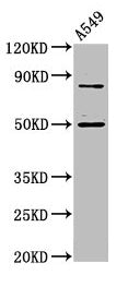Western Blot  | Positive WB detected in: A549 whole cell lysate  | All lanes: LRRFIP2 antibody at 4.8µg/ml  | Secondary  | Goat polyclonal to rabbit IgG at 1/50000 dilution  | Predicted band size: 83, 46, 12, 49, 58 kDa  | Observed band size: 83, 49 kDa