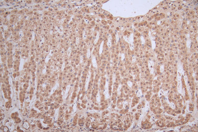 IHC image of the antibody diluted at 1:300 and staining in paraffin-embedded human adrenal gland tissue performed on a Leica BondTM system. After dewaxing and hydration, antigen retrieval was mediated by high pressure in a citrate buffer (pH 6.0). Section was blocked with 10% normal goat serum 30min at RT. Then primary antibody (1% BSA) was incubated at 4°C overnight. The primary is detected by a Goat anti-rabbit polymer IgG labeled by HRP and visualized using 0.05% DAB.Rabbit anti-Human ICE1 Polyclonal Antibody