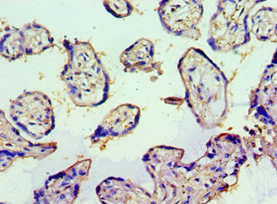 Immunohistochemistry of paraffin-embedded human placenta tissue using TNFSF13B Antibody at dilution of 1:100Rabbit anti-Human TNFSF13B Polyclonal Antibody