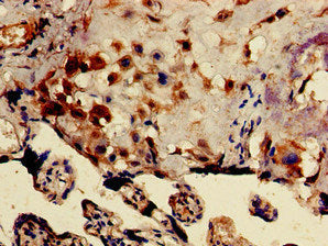 Immunohistochemistry of paraffin-embedded human placenta tissue using the antibody at dilution of 1:100Rabbit anti-Human DRG1 Polyclonal Antibody