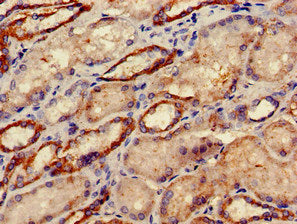 Immunohistochemistry of paraffin-embedded human kidney tissue using DRG1 Antibody at dilution of 1:100Rabbit anti-Human DRG1 Polyclonal Antibody