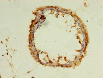 Immunohistochemistry of paraffin-embedded human testis tissue using WDR37 Antibody at dilution of 1:100Rabbit anti-Human WDR37 Polyclonal Antibody