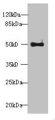 Western blot  | All lanes: WDR37 antibody at 7μg/ml + HepG2 whole cell lysate  | Secondary  | Goat polyclonal to rabbit IgG at 1/10000 dilution  | Predicted band size: 55, 30 kDa  | Observed band size: 55 kDaRabbit anti-Human WDR37 Polyclonal Antibody