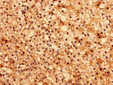 Immunohistochemistry analysis of human adrenal gland tissue using ACOT9 Antibody at dilution of 1:100