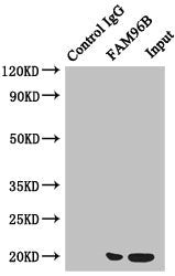 Immunoprecipitating FAM96B in Hela whole cell lysate  | Lane 1: Rabbit control IgG instead of (1µg) instead of FAM96B Antibody in Hela whole cell lysate. For western blotting, a HRP-conjugated anti-rabbit IgG, specific to the non-reduced form of IgG was used as the Secondary antibody (1/50000)  | Lane 2: FAM96B Antibody (4µg) + Hela whole cell lysate (500µg)  | Lane 3: Hela whole cell lysate (20µg)Rabbit anti-Human FAM96B Polyclonal Antibody