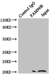 Immunoprecipitating FAM96B in Hela whole cell lysate  | Lane 1: Rabbit control IgG instead of (1µg) instead of FAM96B Antibody in Hela whole cell lysate. For western blotting, a HRP-conjugated anti-rabbit IgG, specific to the non-reduced form of IgG was used as the Secondary antibody (1/50000)  | Lane 2: FAM96B Antibody (4µg) + Hela whole cell lysate (500µg)  | Lane 3: Hela whole cell lysate (20µg)Rabbit anti-Human FAM96B Polyclonal Antibody