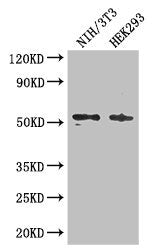 Western Blot | Positive WB detected in: NIH/3T3 whole cell lysate, HEK293 whole cell lysate | All lanes: RTCB antibody at 3μg/ml | Secondary | Goat polyclonal to rabbit IgG at 1/50000 dilution | Predicted band size: 56 kDa | Observed band size: 56 kDaRabbit anti-Human RTCB Polyclonal Antibody