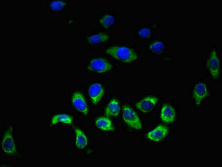 Immunofluorescent analysis of A549 cells using HRH3 Antibody at dilution of 1:100 and Alexa Fluor 488-congugated AffiniPure Goat Anti-Rabbit IgG(H+L)Rabbit anti-Human HRH3 Polyclonal Antibody