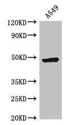 Western Blot  | Positive WB detected in: A549 whole cell lysate  | All lanes: HRH3 antibody at 2.5µg/ml  | Secondary  | Goat polyclonal to rabbit IgG at 1/50000 dilution  | Predicted band size: 49, 50, 41, 48, 37, 46 kDa  | Observed band size: 49 kDaRabbit anti-Human HRH3 Polyclonal Antibody