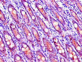 Immunohistochemistry of paraffin-embedded human small intestine tissue using the antibody at dilution of 1:100