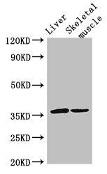 Western Blot  | Positive WB detected in: Mouse liver tissue, Mouse skeletal muscle tissue  | All lanes: LYVE1 antibody at 3µg/ml  | Secondary  | Goat polyclonal to rabbit IgG at 1/50000 dilution  | Predicted band size: 36 kDa  | Observed band size: 36 kDa