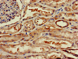 Immunohistochemistry of paraffin-embedded human kidney tissue using WSB1 Antibody at dilution of 1:100Rabbit anti-Human WSB1 Polyclonal Antibody