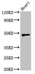 Western Blot | Positive WB detected in: Rat heart tissue | All lanes: WSB1 antibody at 2.5μg/ml | Secondary | Goat polyclonal to rabbit IgG at 1/50000 dilution | Predicted band size: 48, 31, 28, 25 kDa | Observed band size: 48 kDaRabbit anti-Human WSB1 Polyclonal Antibody