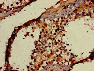 Immunohistochemistry of paraffin-embedded human testis tissue using the antibody at dilution of 1:100Rabbit anti-Human OAS3 Polyclonal Antibody