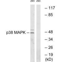 Western blot analysis of extracts from 293 cells, using p38 MAPK (Ab-322) antibody.