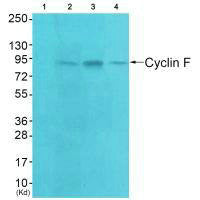 Western blot analysis of extracts from HeLa  cells (Lane 2), A549 cells (Lane 3) and HepG2 cells (Lane 4), using Cyclin F antiobdy. The lane on the left is treated with systhesized peptide.