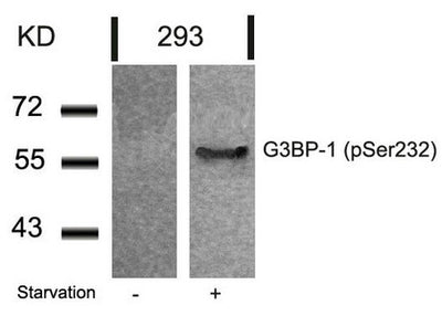 Western blot analysis of extracts from 293 cells untreated or treated with starvation using G3BP-1(Phospho-Ser232) Antibody.Rabbit anti-Human G3BP1 Polyclonal Antibody