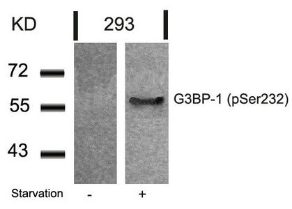 Western blot analysis of extracts from 293 cells untreated or treated with starvation using G3BP-1(Phospho-Ser232) Antibody.Rabbit anti-Human G3BP1 Polyclonal Antibody
