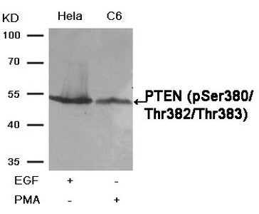Western blot analysis of extracts from Hela and C6 cells,treated with EGF or PMA, using PTEN(Phospho-Ser380/Thr382/Thr383) Antibody.Rabbit anti-Human PTEN Polyclonal Antibody