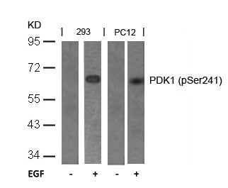 Western blot analysis of extracts from 293 and PC12 cells untreated or treated with EGF using PDK1(Phospho-Ser241) Antibody.Rabbit anti-Human PDPK1 Polyclonal Antibody