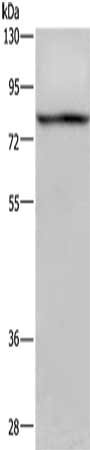 Gel: 6%SDS-PAGE, Lysate: 40 μg, Lane: 293T cells, Primary antibody: REL Antibody(REL Antibody) at dilution 1/950, Secondary antibody: Goat anti rabbit IgG at 1/8000 dilution, Exposure time: 10 secondsRabbit anti-Human REL Polyclonal Antibody