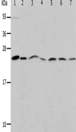 Gel: 12%SDS-PAGE, Lysate: 40 μg, Lane 1-7: Mouse liver tissue, NIH/3T3 cells, RAW264.7 cells, 293T cells, K562 cells, Jurkat cells, hela cells, Primary antibody: PRDX1 Antibody(PRDX1 Antibody) at dilution 1/400, Secondary antibody: Goat anti rabbit IgG at 1/8000 dilution, Exposure time: 50 secondsRabbit anti-Human PRDX1 Polyclonal Antibody