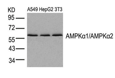 Western blot analysis of extracts from A549, HepG2 and 3T3 cells using AMPKa1/AMPKa2(Ab-174/172) Antibody.Rabbit anti-Human PRKAA1 Polyclonal Antibody