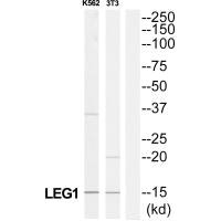 Western blot analysis of extracts from K562 cells and 3T3 cells, using LAMC3 antiobdy.