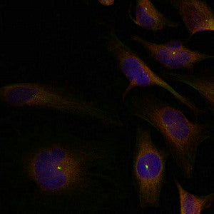 Immunofluorescence staining of methanol-fixed Hela cells using cofilin1/cofilin2(Ab-88) Antibody.Rabbit anti-Human CFL1/CFL2 Polyclonal Antibody