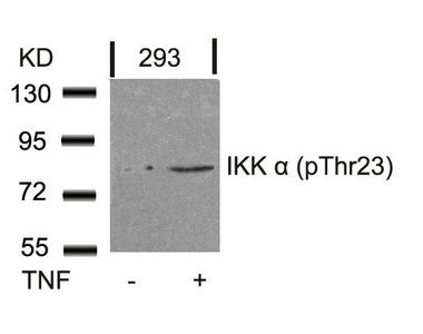 Western blot analysis of extracts from 293 cells untreated or treated with TNF using IKK a(Phospho-Thr23) Antibody.Rabbit anti-Human CHUK Polyclonal Antibody
