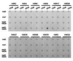 Dot-blot analysis of all sorts of methylation peptides  using H3K9me3 antibody.Rabbit anti-Human HIST3H3 Polyclonal Antibody